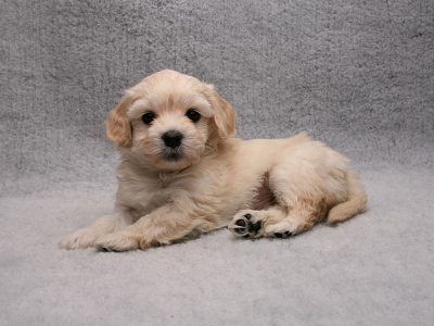 Bichon Havanais hvalp fra Kennel Miki Nanoq